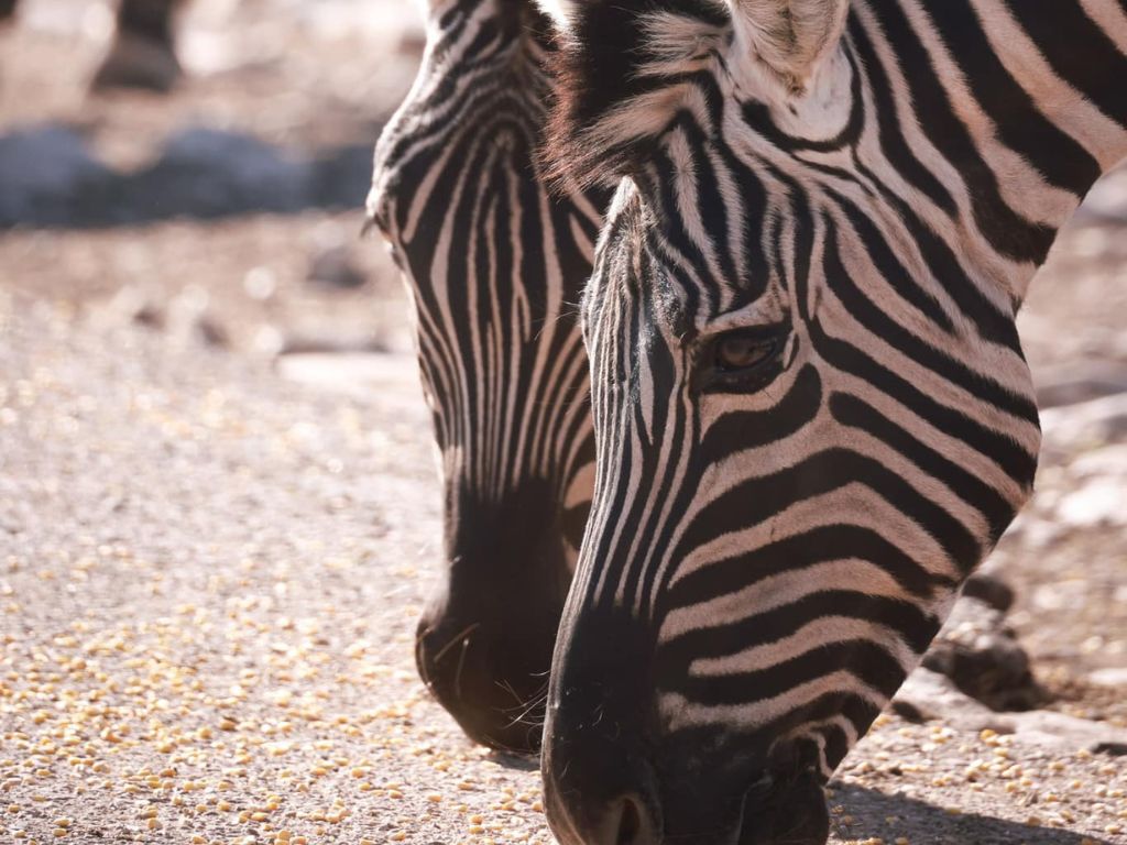 Natural Bridge Wildlife Ranch