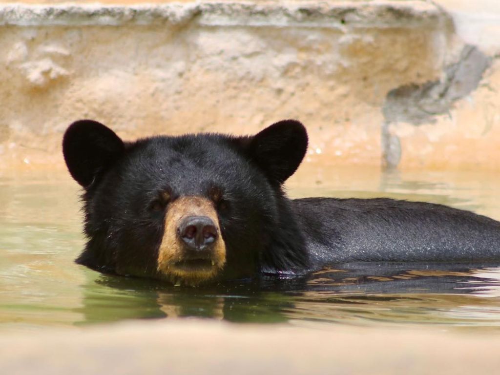 San Antonio Zoo 1